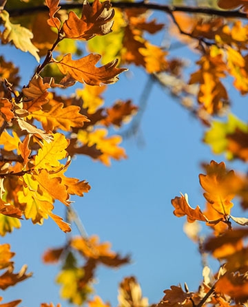 Praznični novembar 07 -11.11.2025